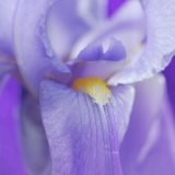 Purple Garden | Iris